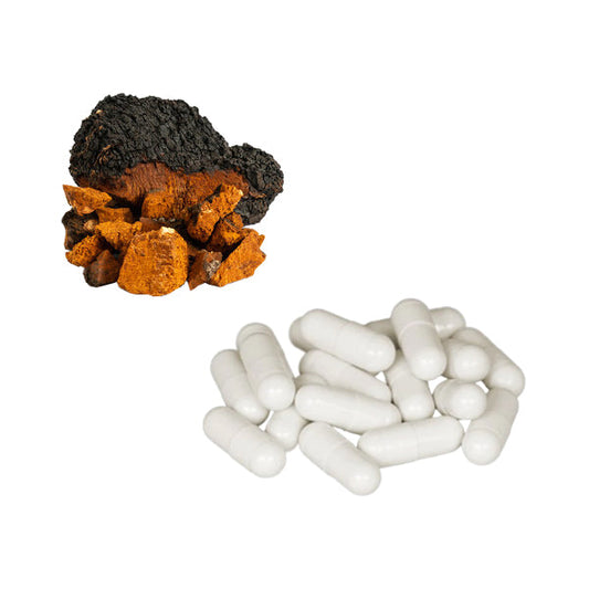 Bulk  Pure 500mg Chaga Mushroom Capsules Wholesale UK