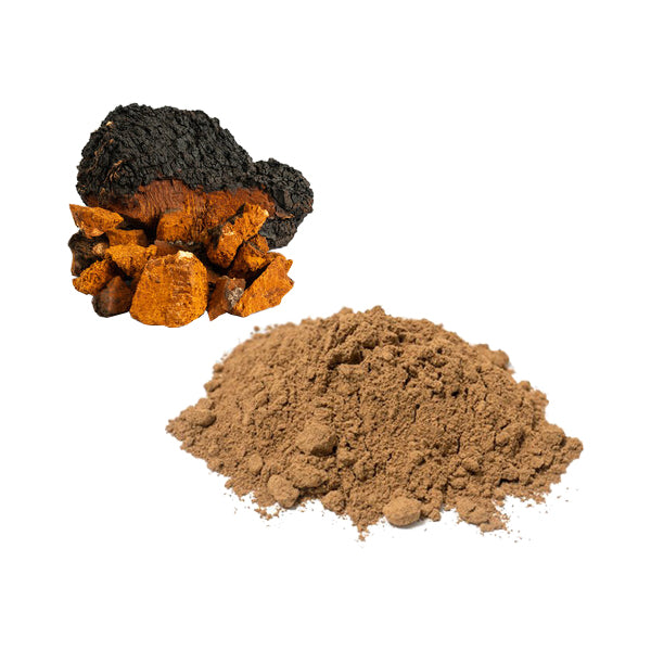 Bulk Chaga Mushroom Powder Wholesale UK