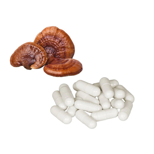 Bulk Pure 500mg Reishi Mushroom Capsules Wholesale UK