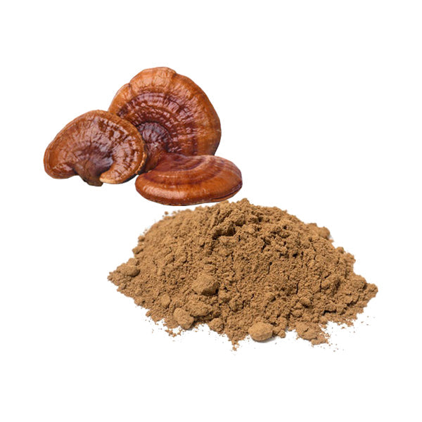 Bulk Reishi Mushroom Powder Wholesale UK