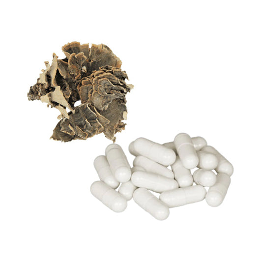 Bulk Pure 500mg Turkey Tail Mushroom Capsules Wholesale UK