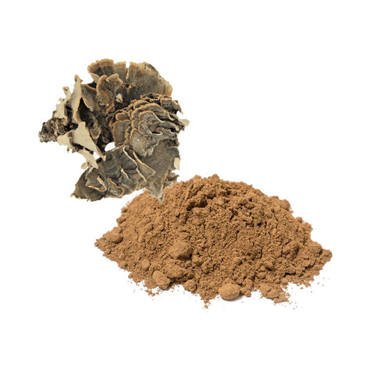 Bulk Turkey Tail Mushroom Powder Wholesale UK